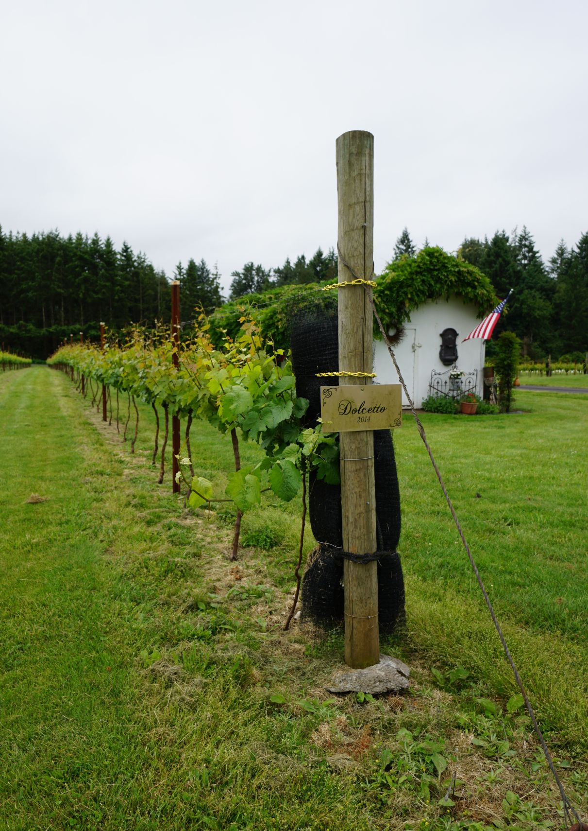Vineyard